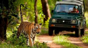 Best Jeep Safari in Jim Corbett Resort Ramnagar