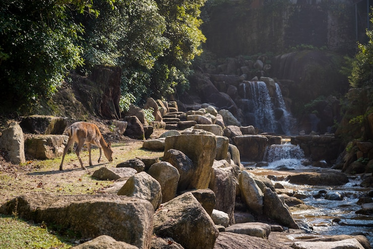 Jim Corbett Wildlife Resortin in Ramnagar