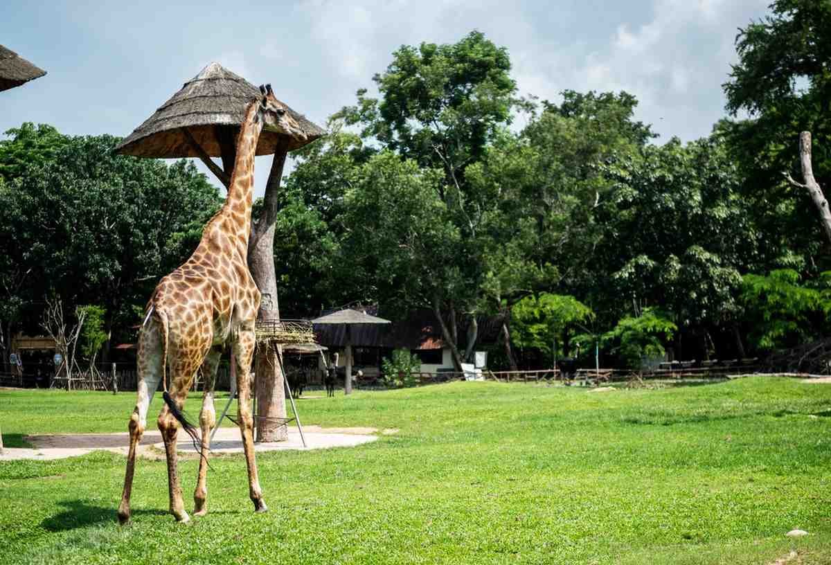 Best Wildlife Resort in Jim Corbett